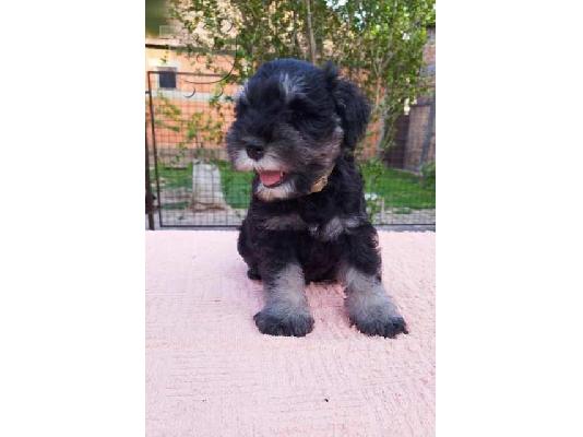 Μικροσκοπικά κουτάβια Schnauzer